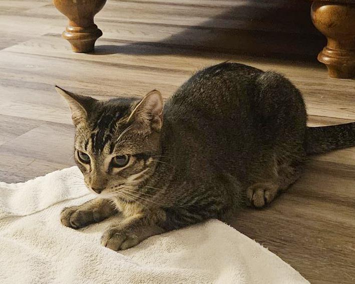 Shy Guy Iturbe, a Adoptable Domestic Short Hair in Chandler, AZ image 3/3