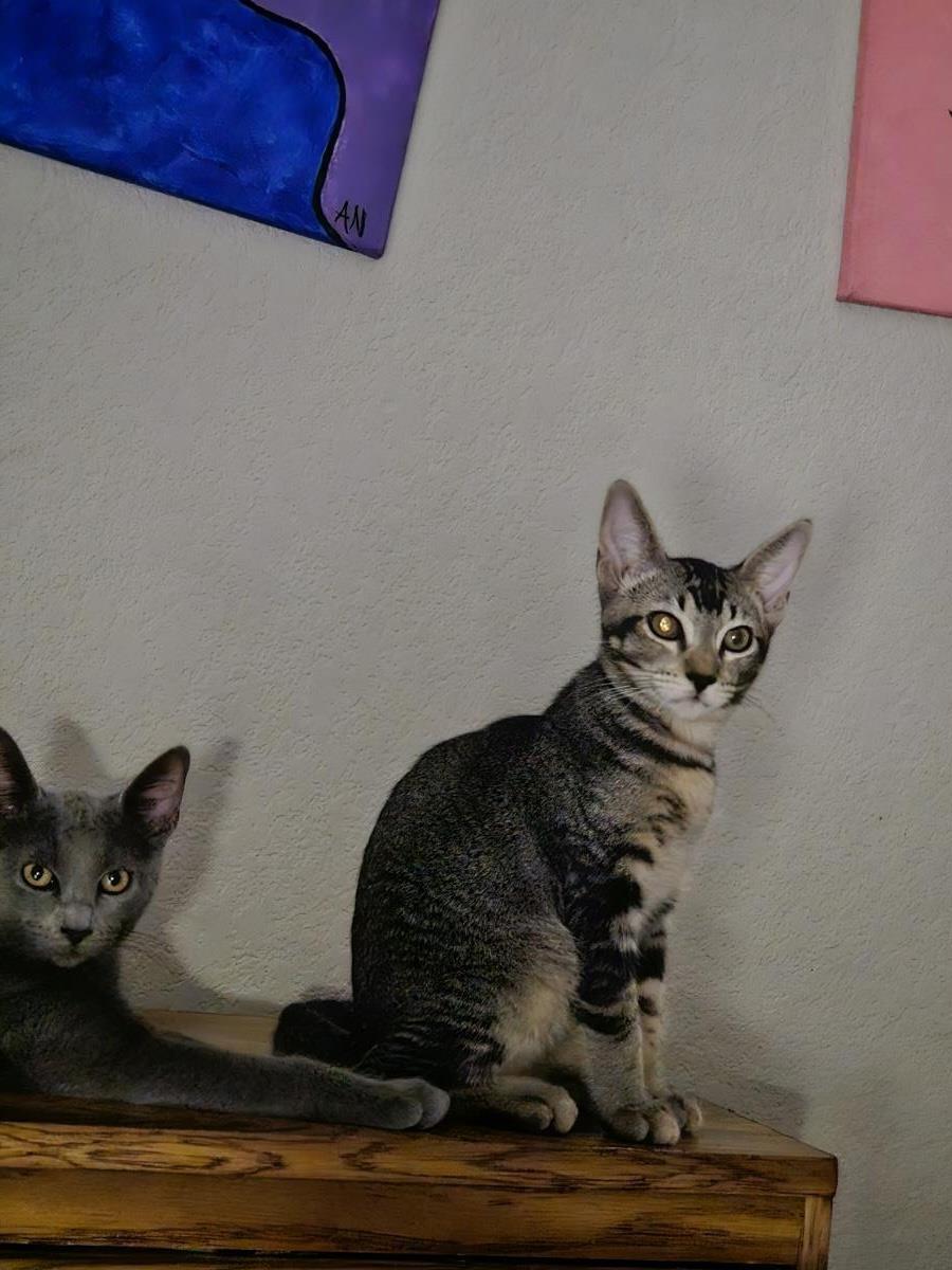 Enlarge Shy Guy Iturbe, a Adoptable Domestic Short Hair in Chandler, AZ image 3/3