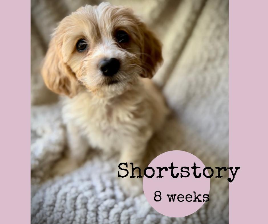 Shortstory