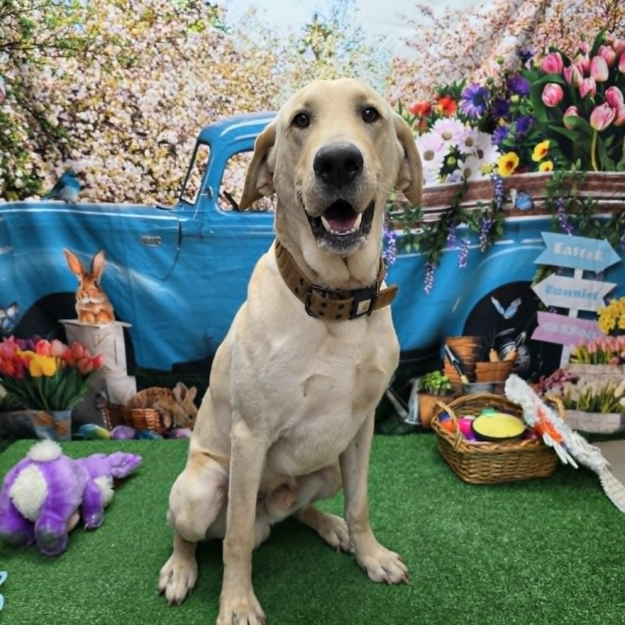 Enlarge Butter, a ADOPTABLE Black Labrador Retriever in Statesboro, GA image 4/6