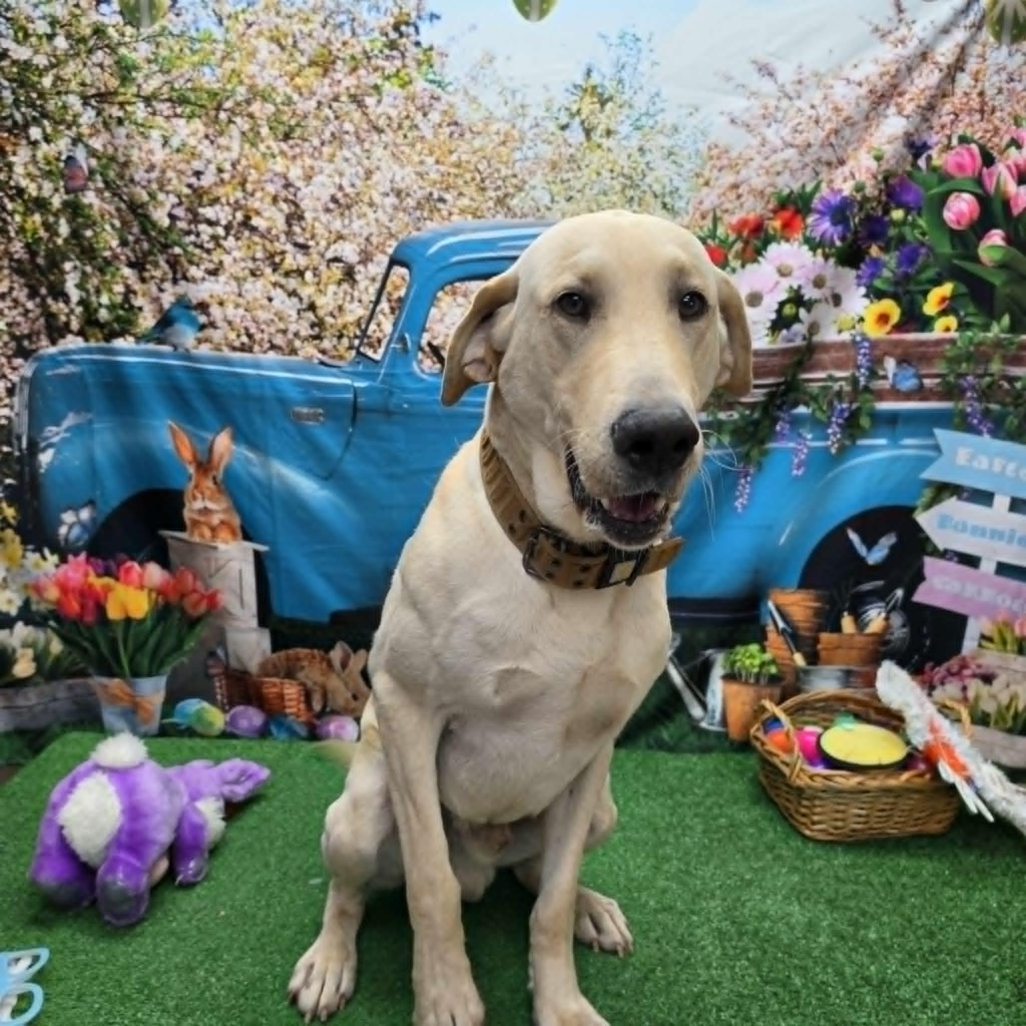 Butter, ADOPTABLE, Adult Male Black Labrador Retriever.