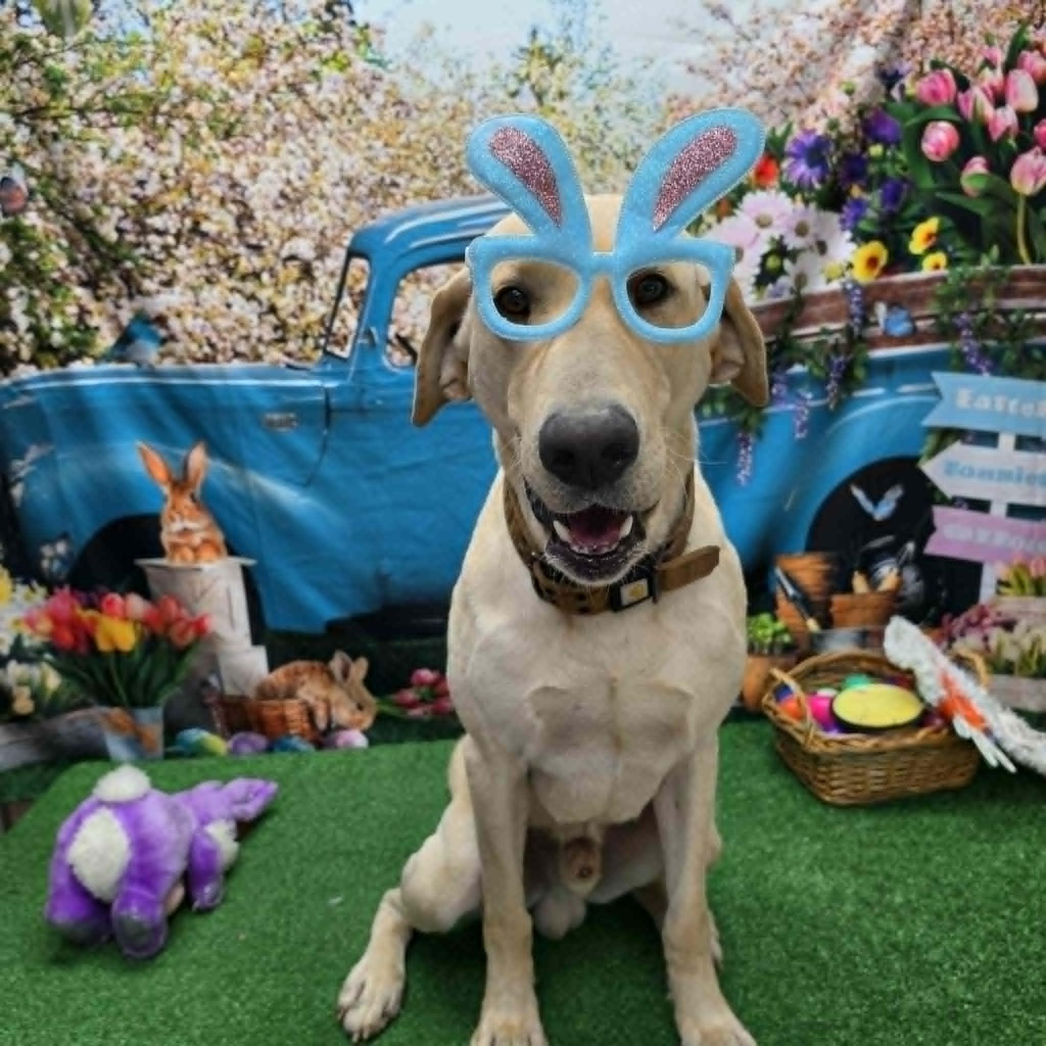 Enlarge Butter, a ADOPTABLE Black Labrador Retriever in Statesboro, GA image 3/6