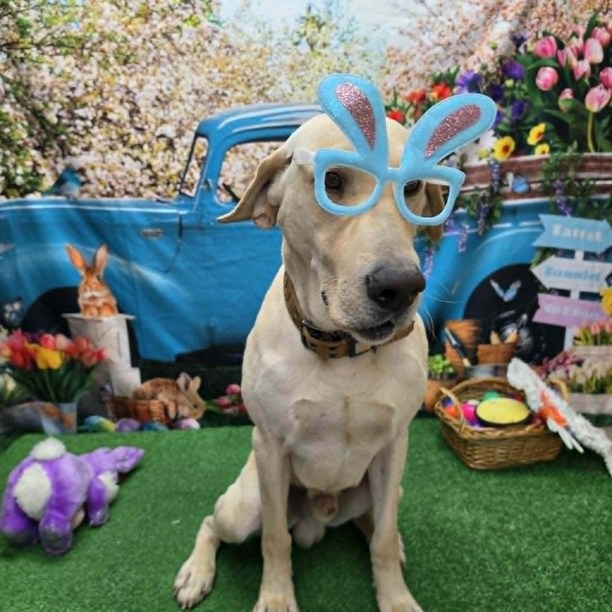 Enlarge Butter, a ADOPTABLE Black Labrador Retriever in Statesboro, GA image 5/6