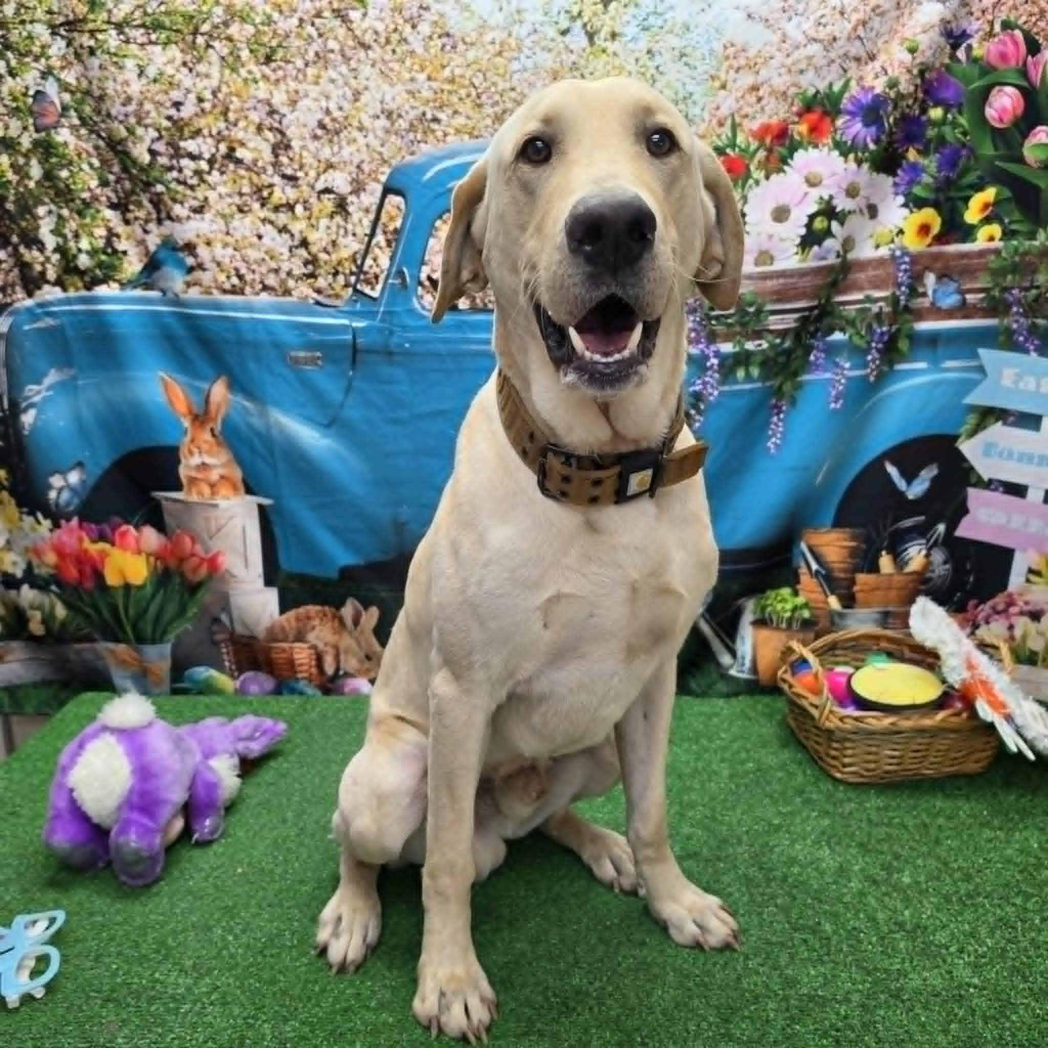 Enlarge Butter, a ADOPTABLE Black Labrador Retriever in Statesboro, GA image 6/6