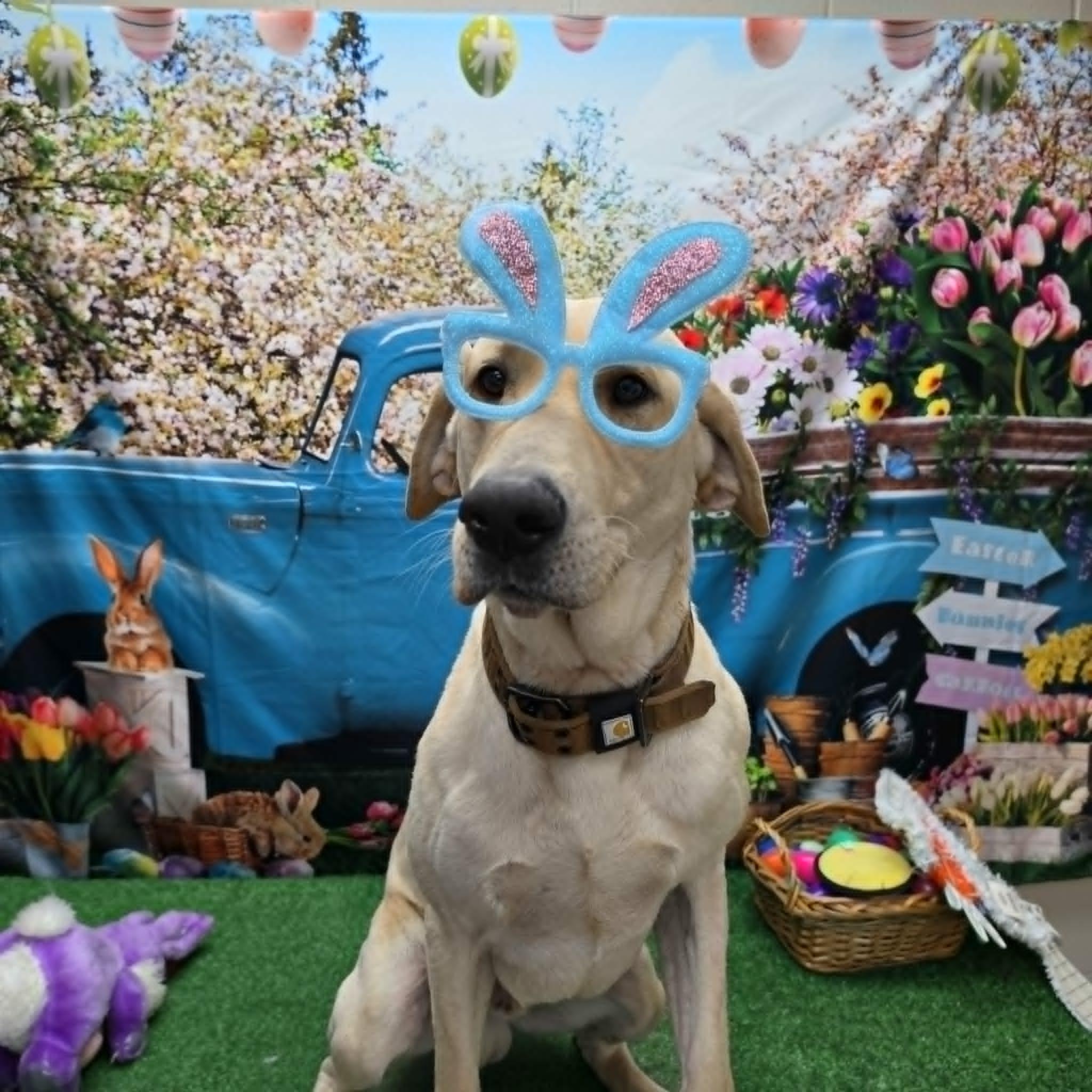 Enlarge Butter, a ADOPTABLE Black Labrador Retriever in Statesboro, GA image 2/6