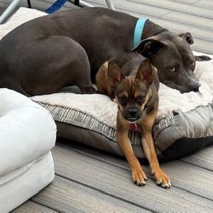 Enlarge CRYSTAL, a Adoptable mixed breed in Point Richmond, CA image 1/6