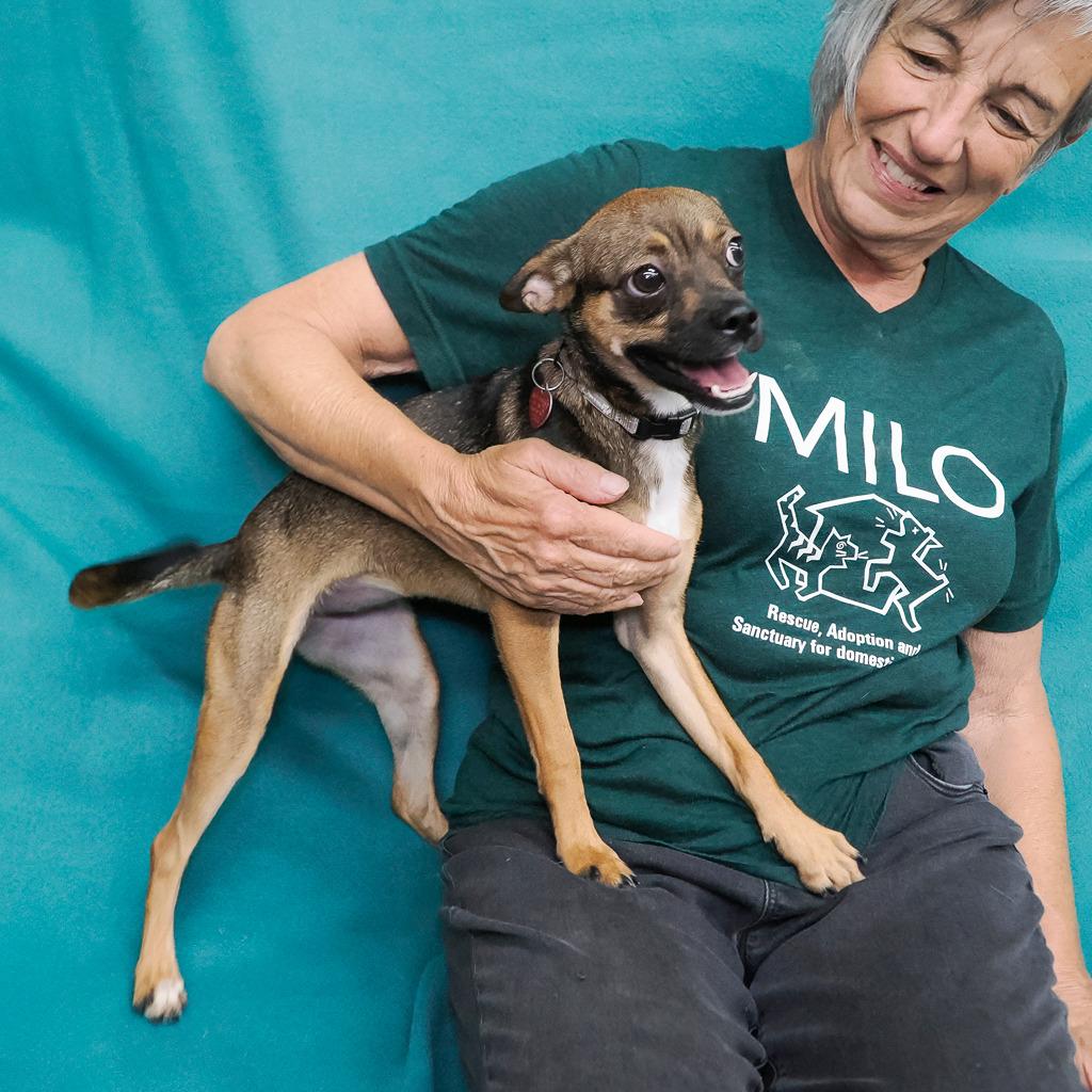 Enlarge CRYSTAL, a Adoptable mixed breed in Point Richmond, CA image 2/6