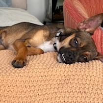 Enlarge CRYSTAL, a Adoptable mixed breed in Point Richmond, CA image 3/6