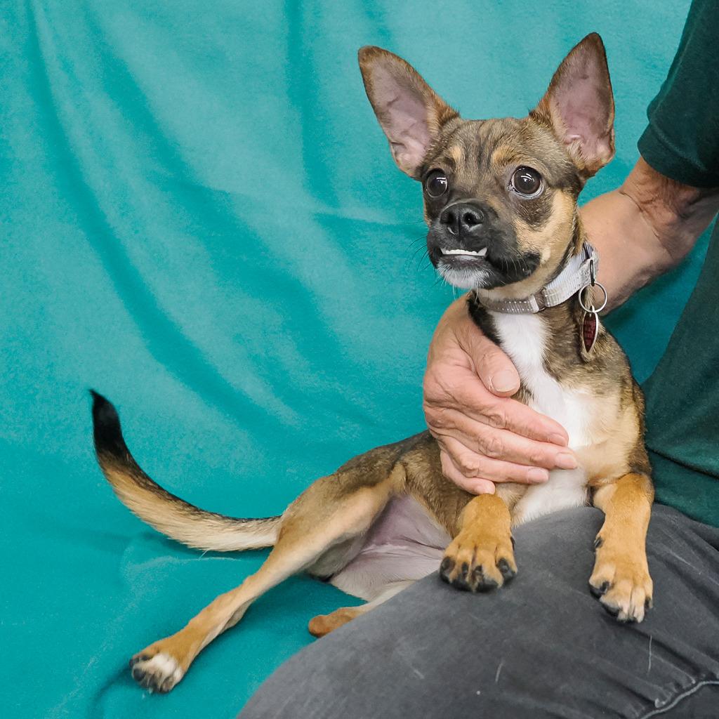 Enlarge CRYSTAL, a Adoptable mixed breed in Point Richmond, CA image 4/6