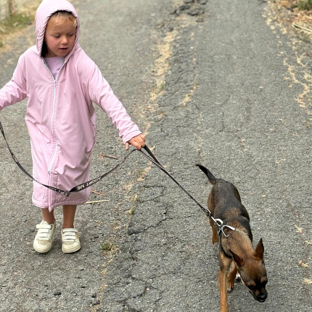 Enlarge CRYSTAL, a Adoptable mixed breed in Point Richmond, CA image 5/6