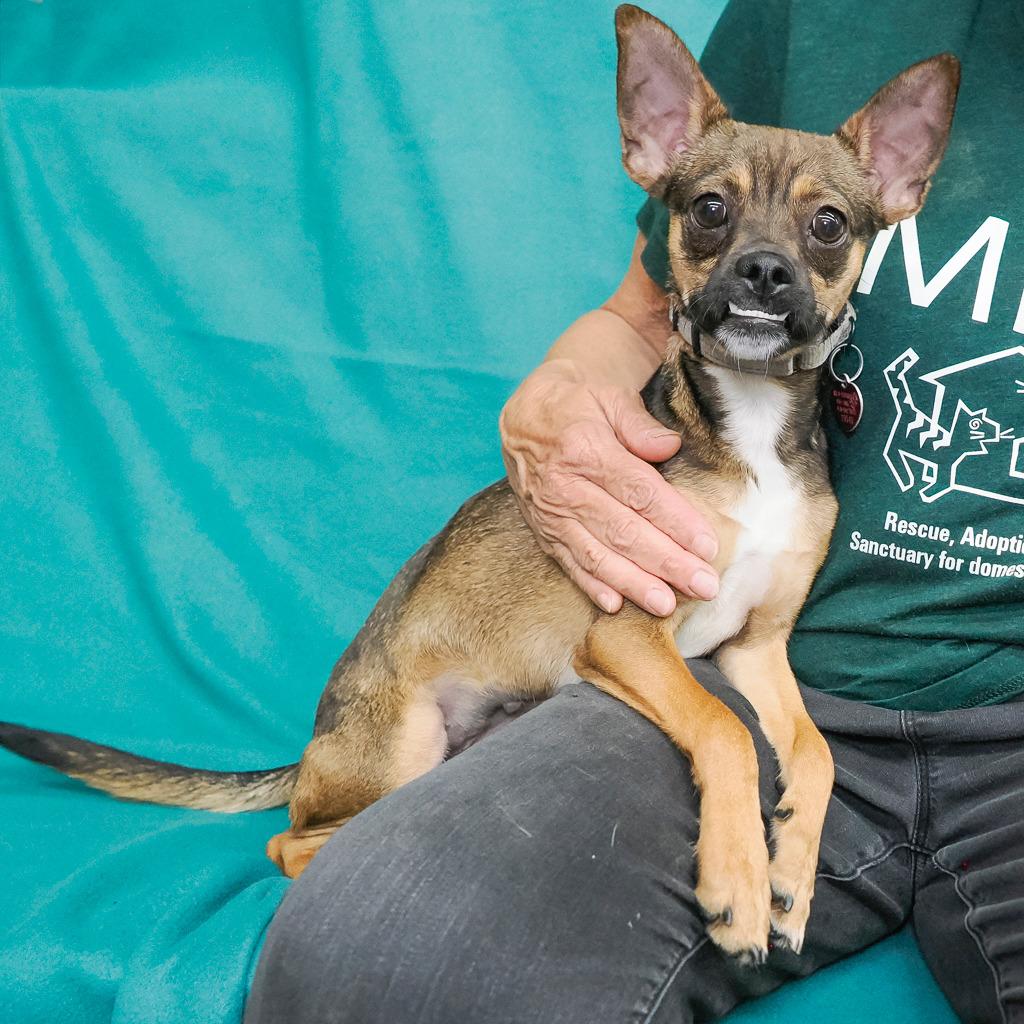 Enlarge CRYSTAL, a Adoptable mixed breed in Point Richmond, CA image 6/6