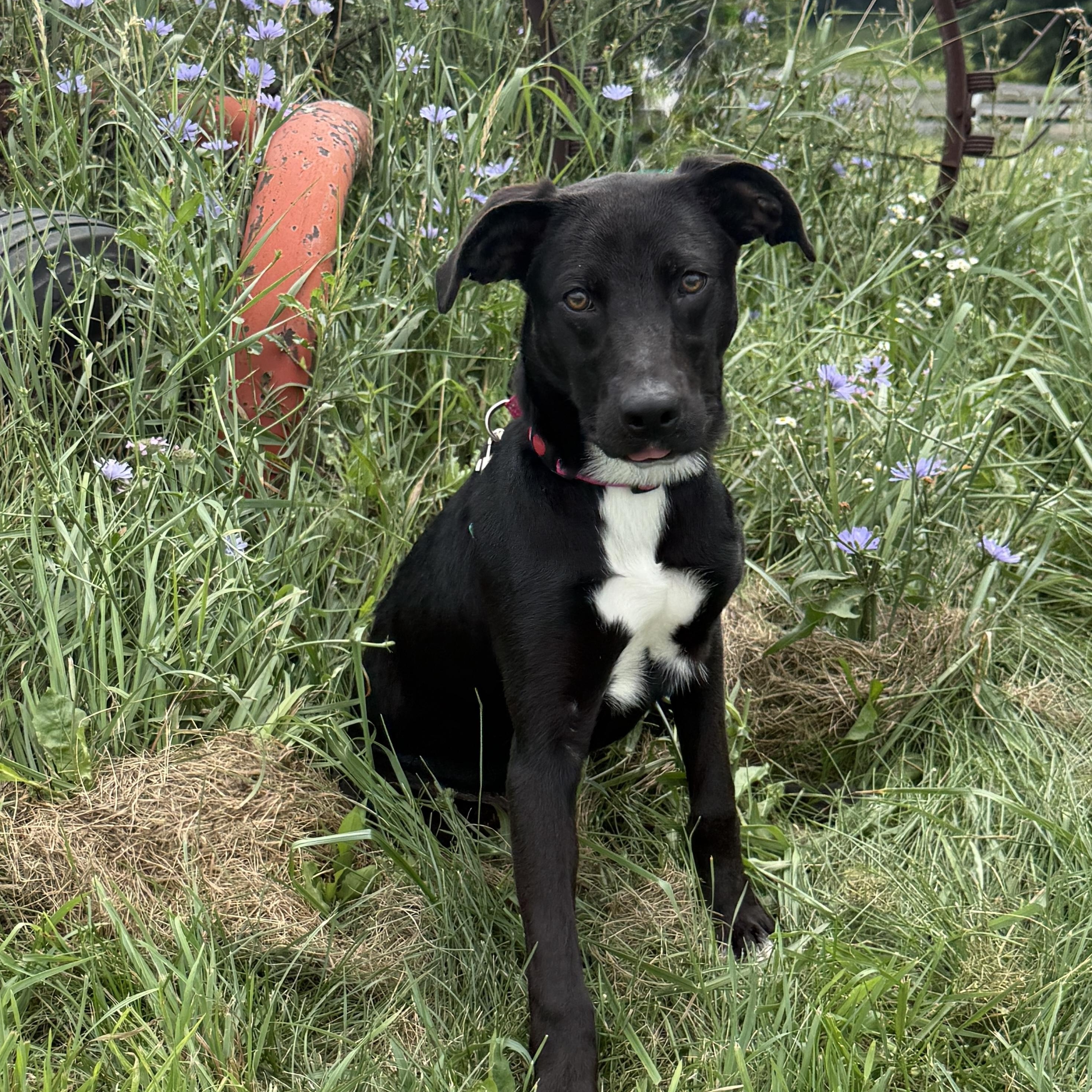 Pickles, Young Female unknown