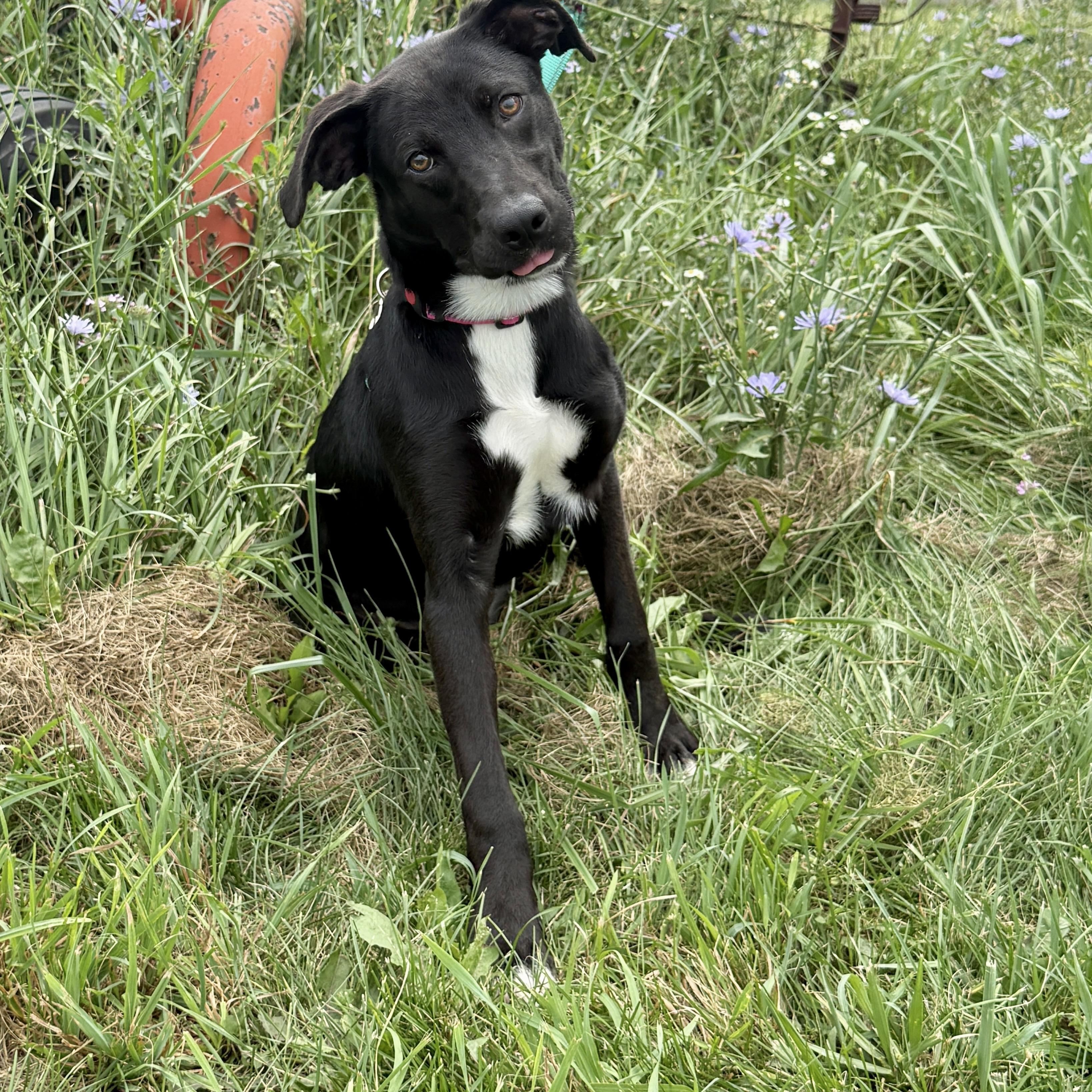 Pickles photo 3
