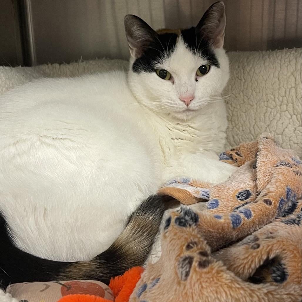 Elsa 25-233, Adoptable, Adult Female Domestic Short Hair.