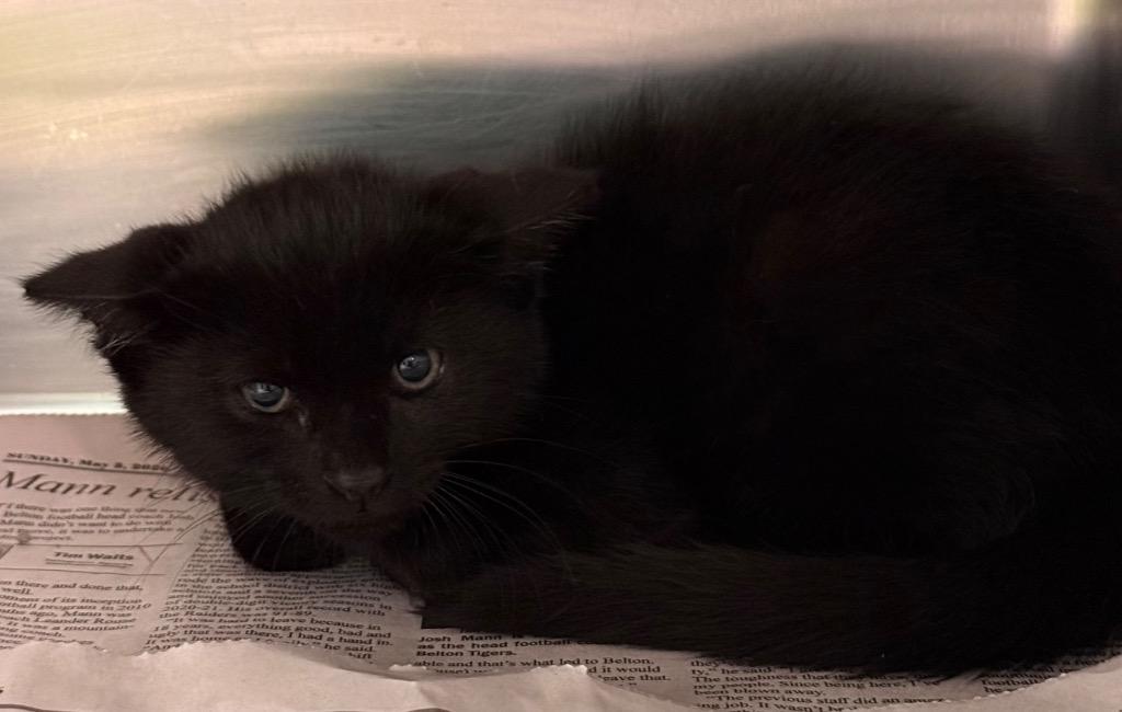 Enlarge Bullet, a Adopted mixed breed in Belton, TX image 1/1