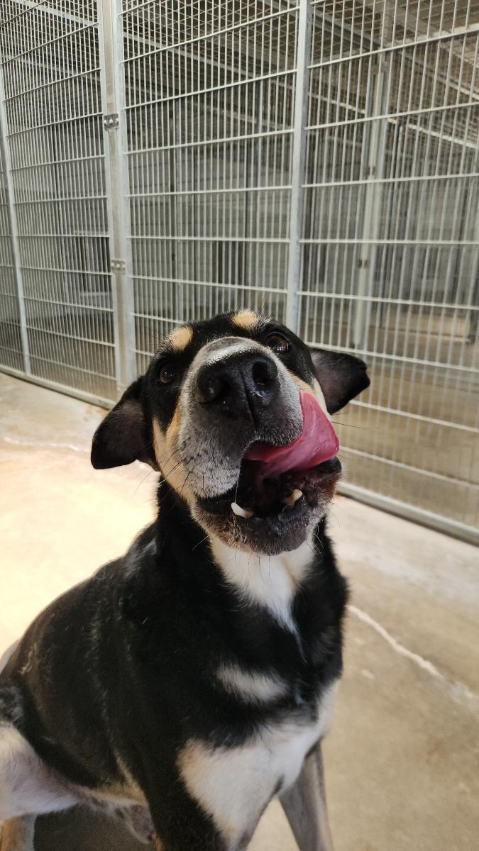 Diesel, an adoptable Shepherd, Shar-Pei in El Paso, TX, 79821 | Photo Image 2