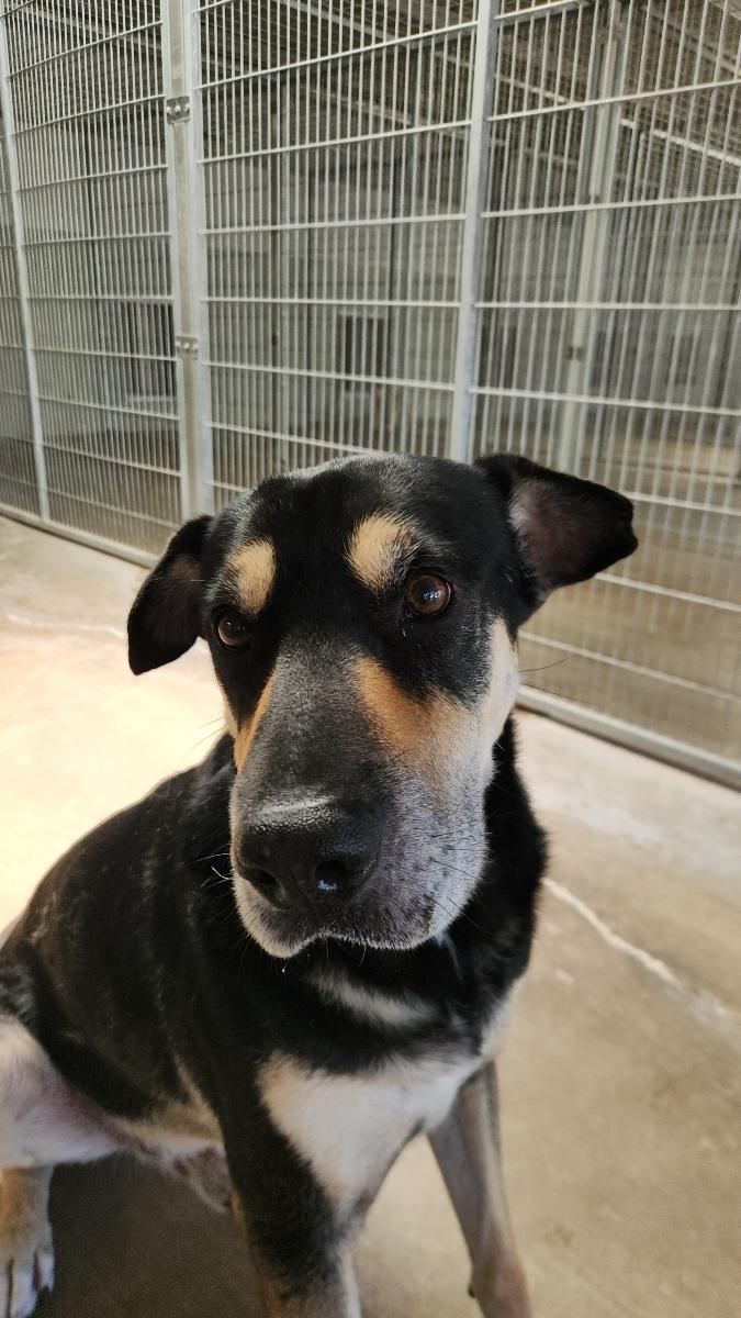 Diesel, a Adoptable mixed breed in El Paso, TX image 3/6