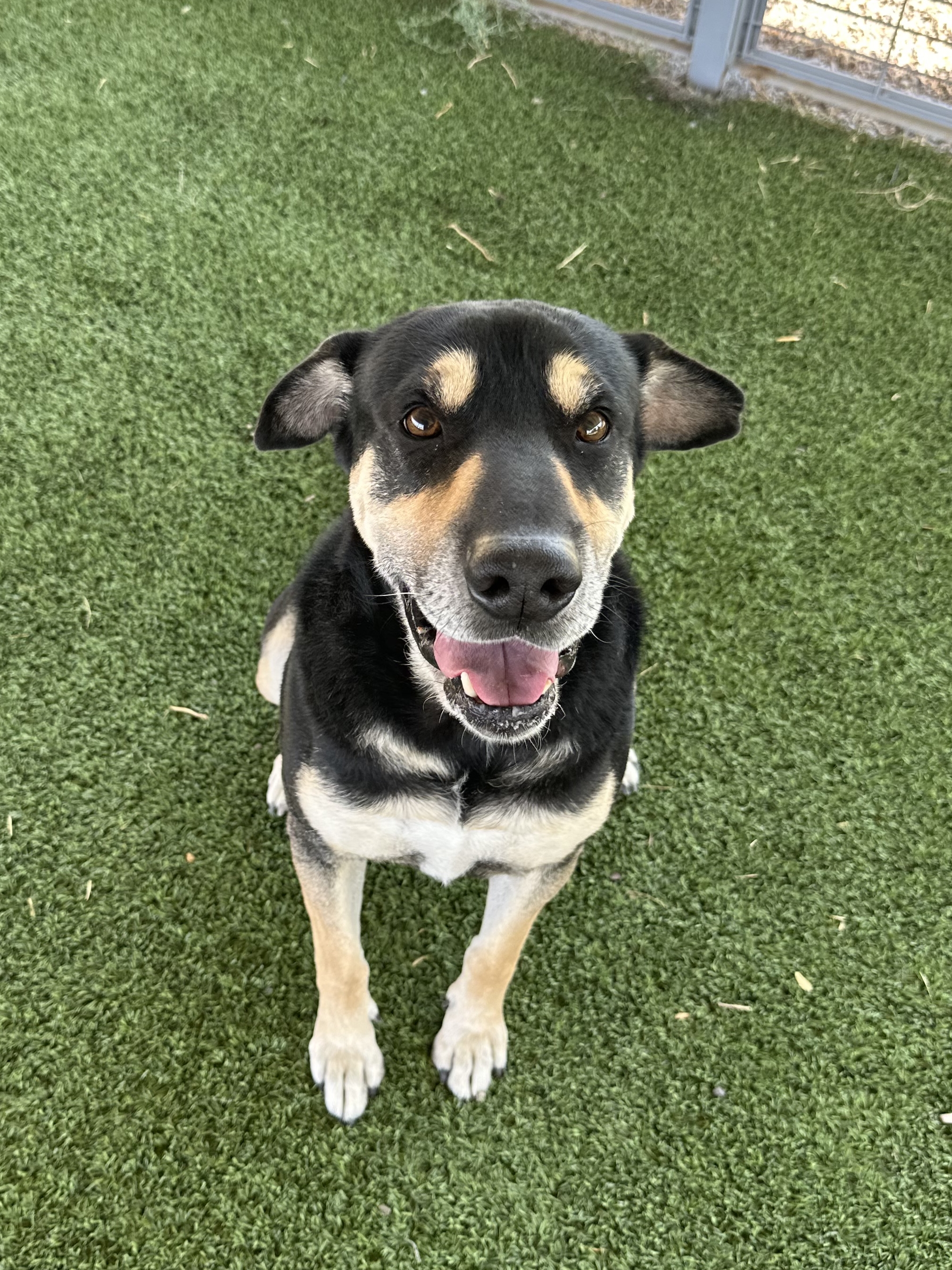 Diesel, a Adoptable mixed breed in El Paso, TX image 1/6