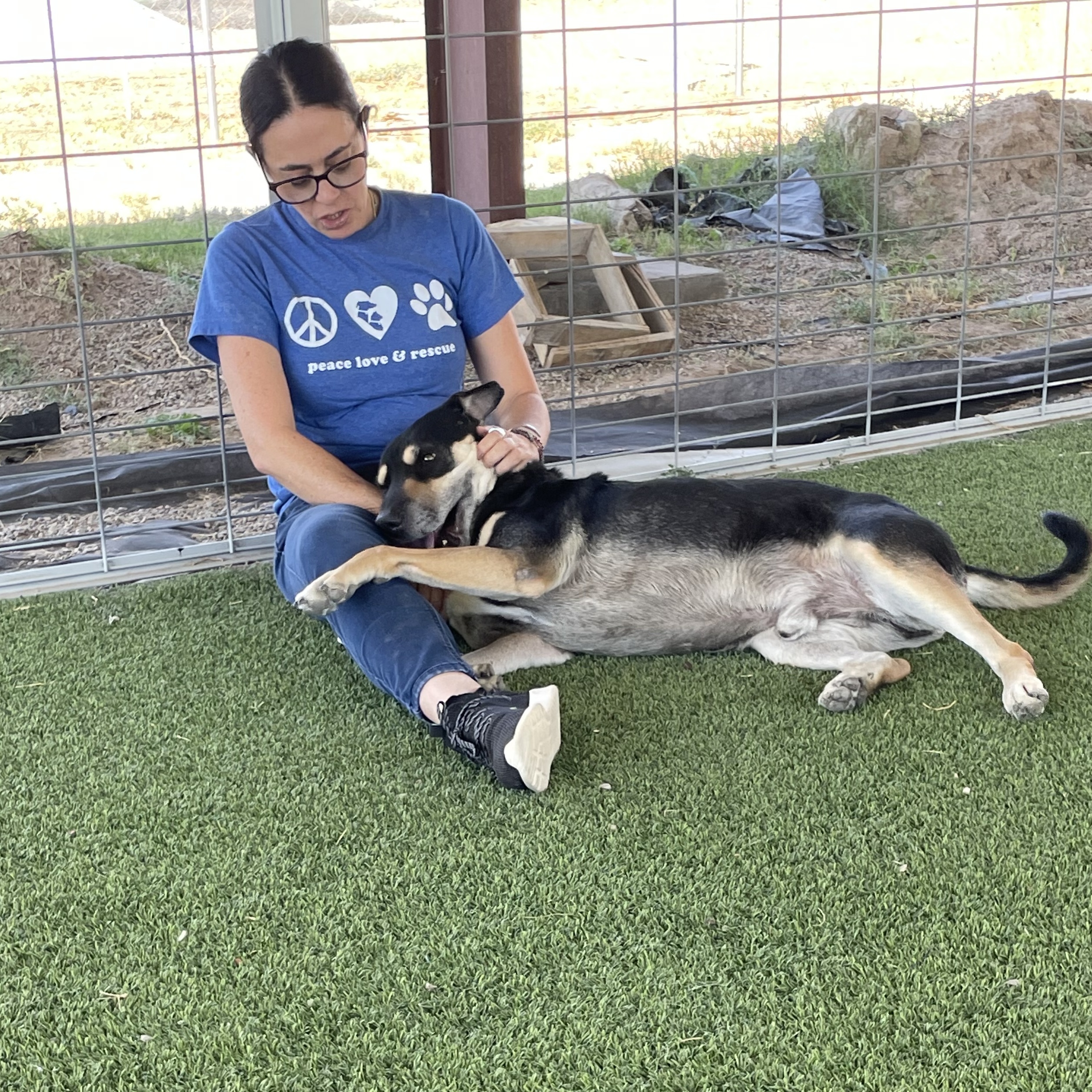 Diesel, a Adoptable mixed breed in El Paso, TX image 5/6