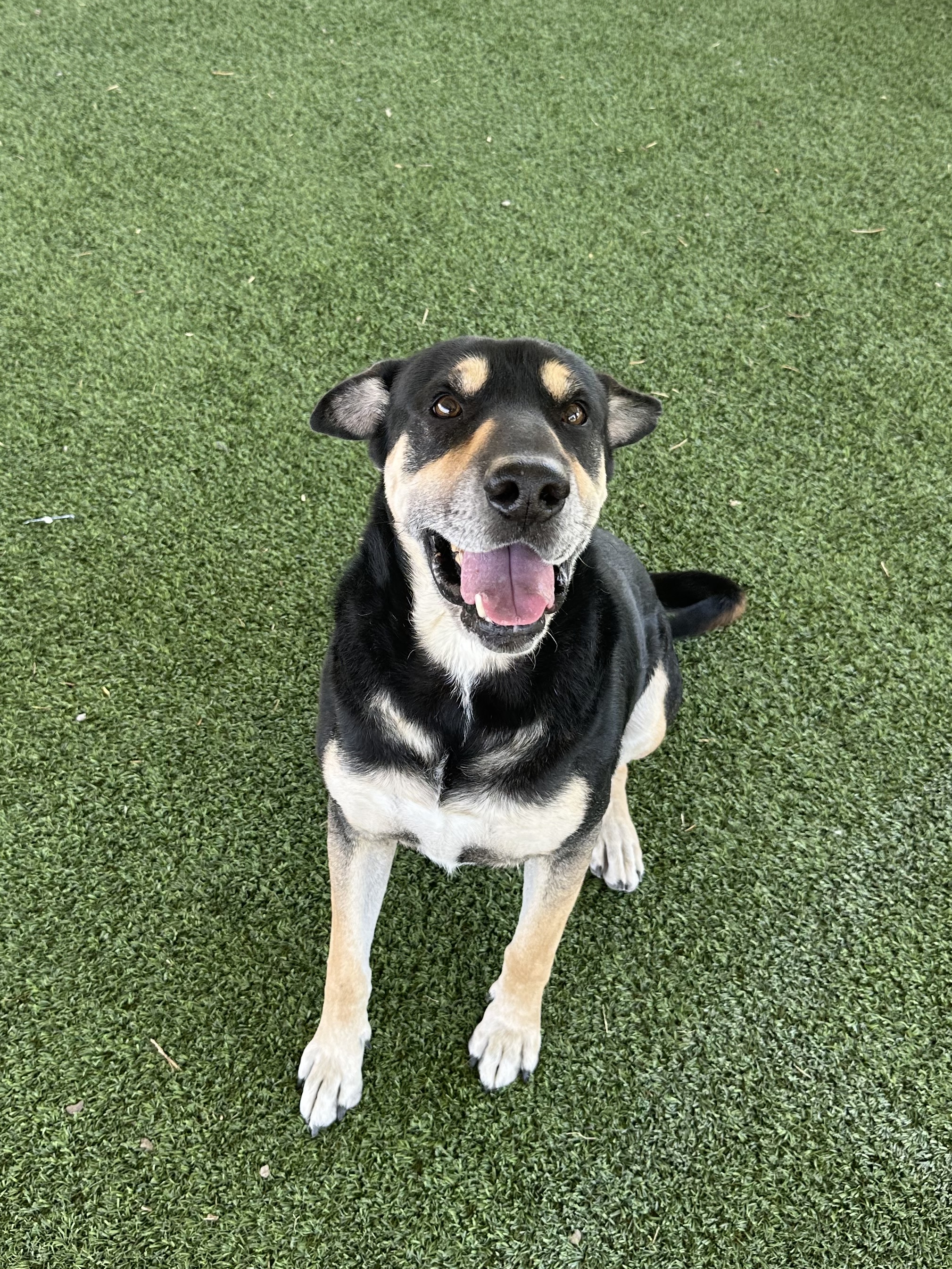 Diesel, a Adoptable mixed breed in El Paso, TX image 4/6