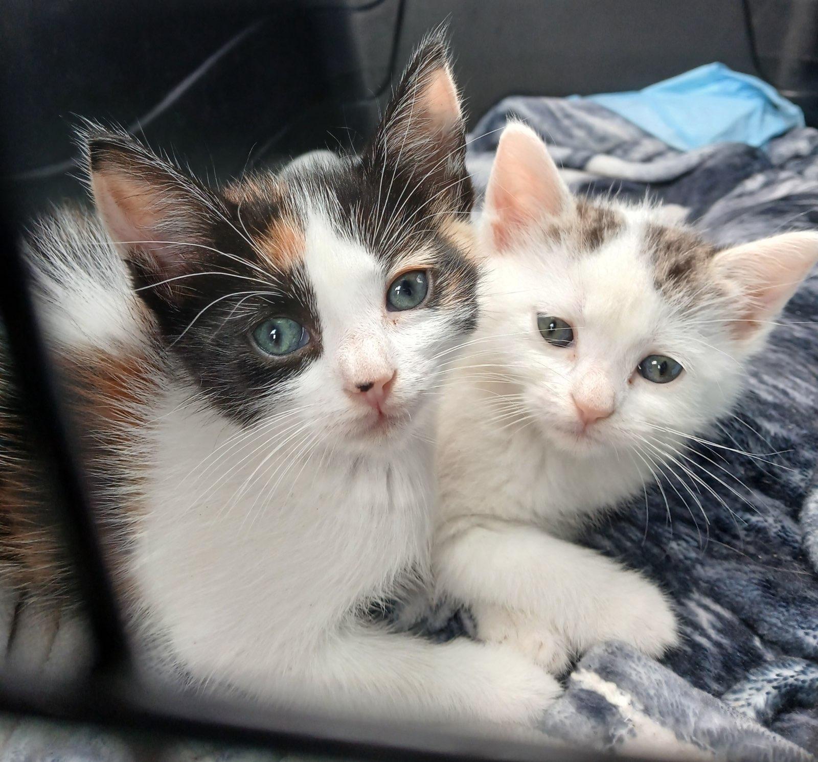 Bob & Kira BONDED, an adopted mixed breed in Hartford, CT image 1/5