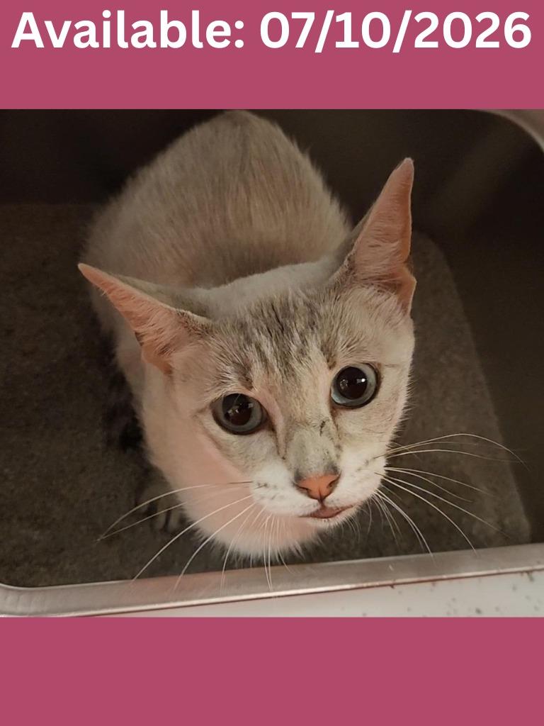 Enlarge Cat Condo #7, a Adoptable mixed breed in Greenville, TX image 1/1