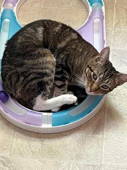 Blondie, a Adoptable Domestic Short Hair in New York, NY image 3/6