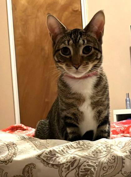 Blondie, a Adoptable Domestic Short Hair in New York, NY image 6/6