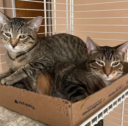 Blondie, a Adoptable Domestic Short Hair in New York, NY image 4/6