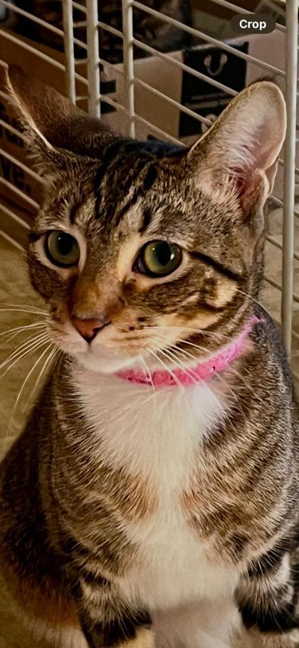 Blondie, Adoptable, Kitten Female Domestic Short Hair.
