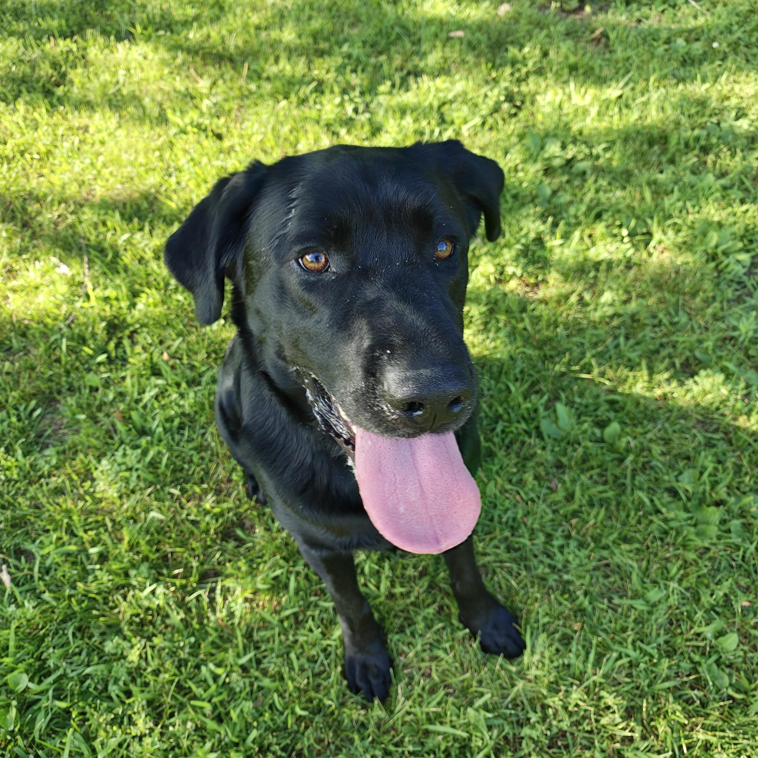 Ernie, an adoptable Black Labrador Retriever in Oconto, WI image 2/5