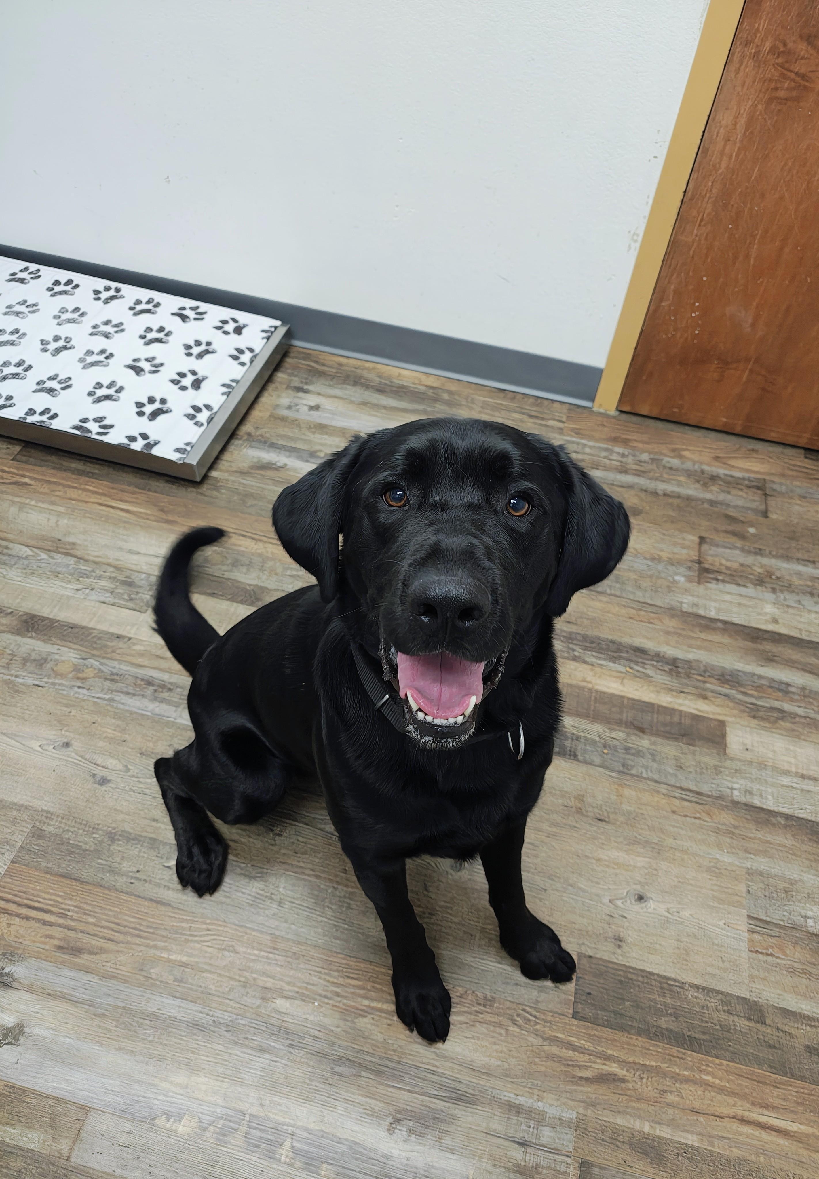 Ernie, adoptable, Adult Male Black Labrador Retriever.