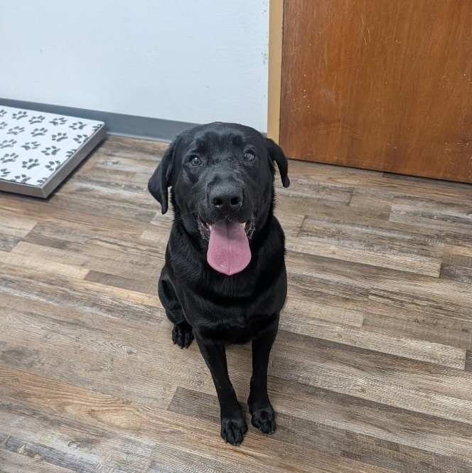 Ernie, an adoptable Black Labrador Retriever in Oconto, WI image 5/5