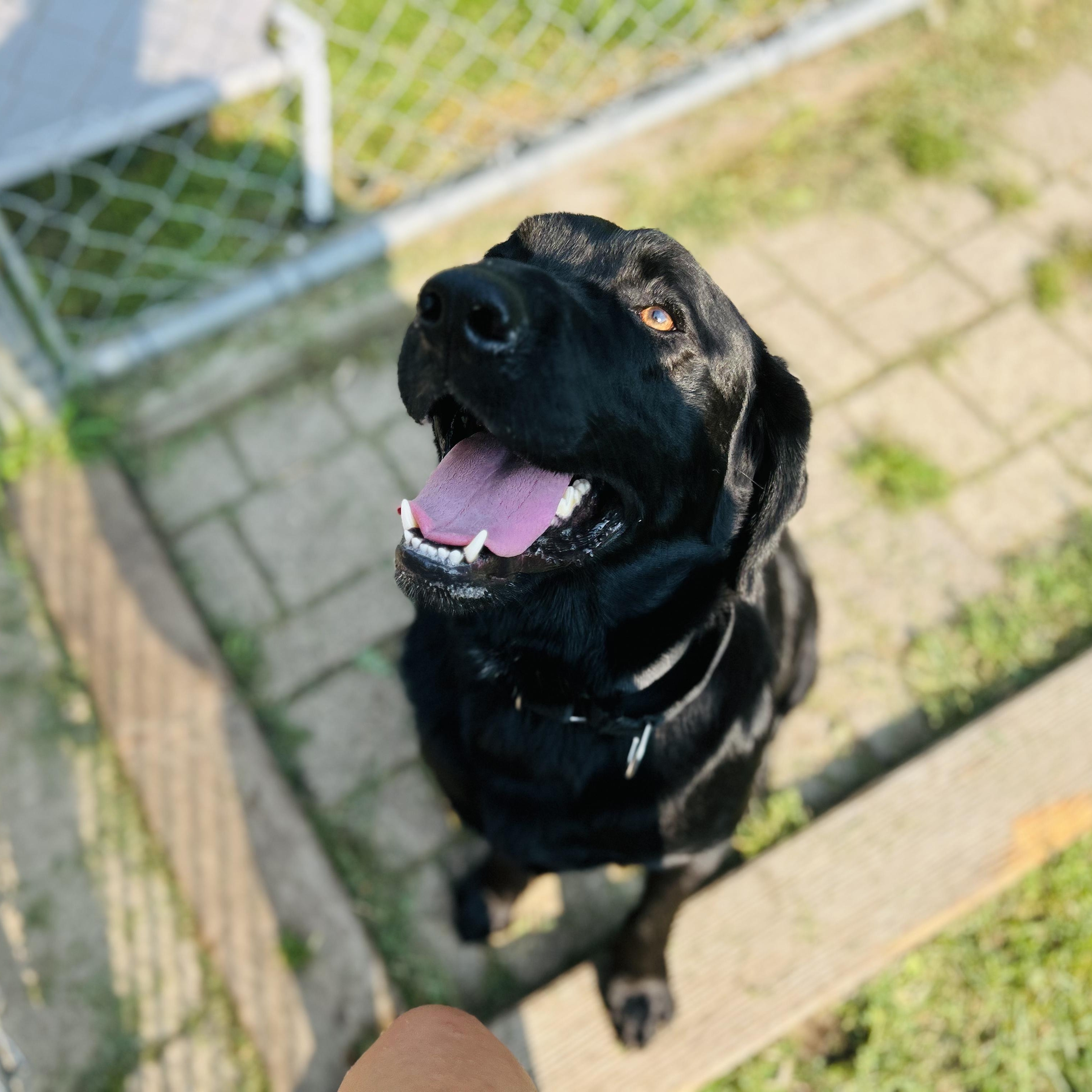 Ernie, an adoptable Black Labrador Retriever in Oconto, WI image 3/5