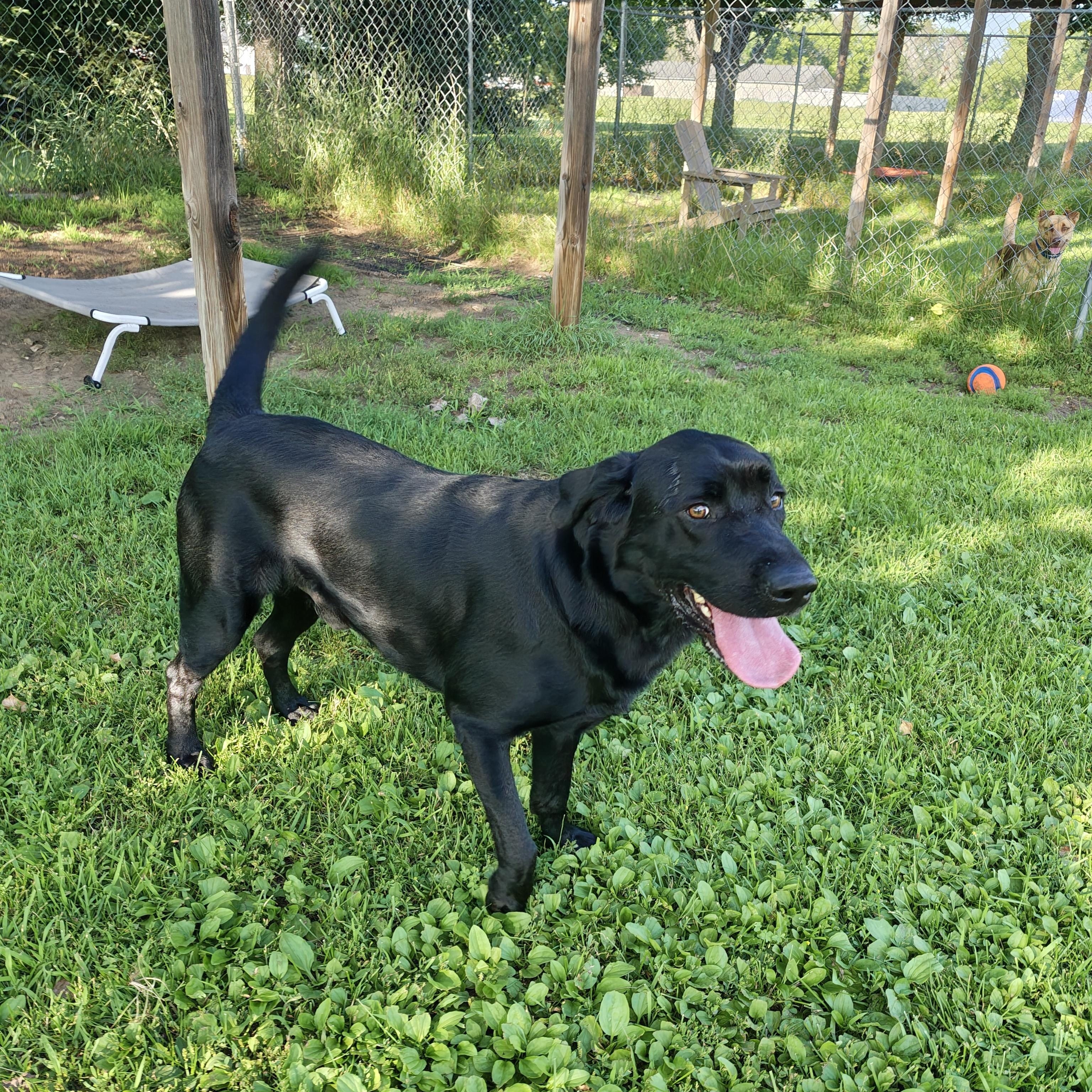 Ernie, an adoptable Black Labrador Retriever in Oconto, WI image 4/5