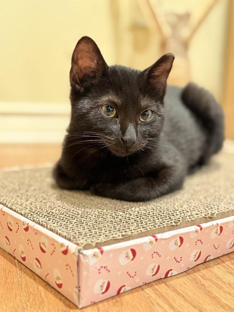 Bella Durmiente — thumbnail 4