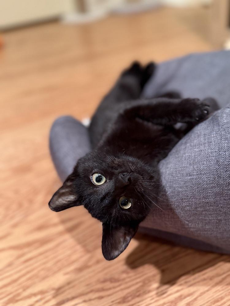 Bella Durmiente — thumbnail 5