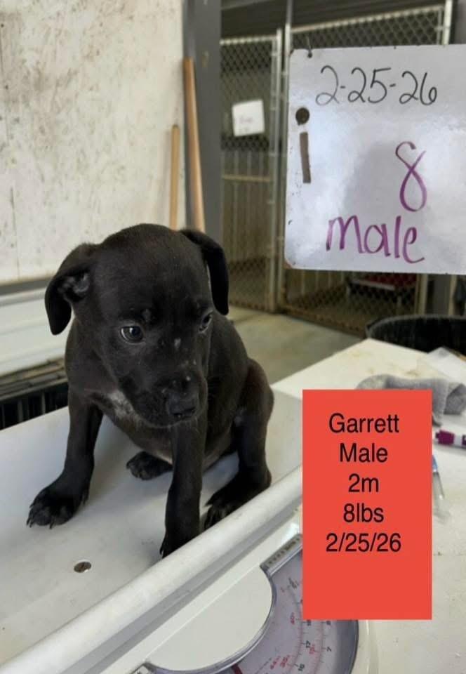 Enlarge Garrett, a Adoptable mixed breed in Colorado Springs, CO image 1/6
