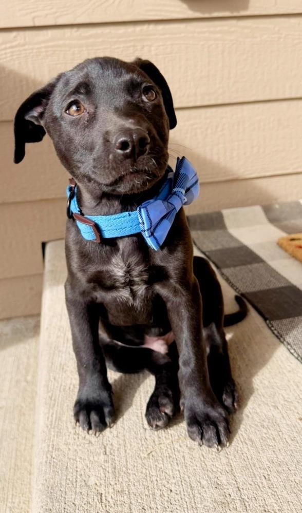 Enlarge Garrett, a Adoptable mixed breed in Colorado Springs, CO image 2/6