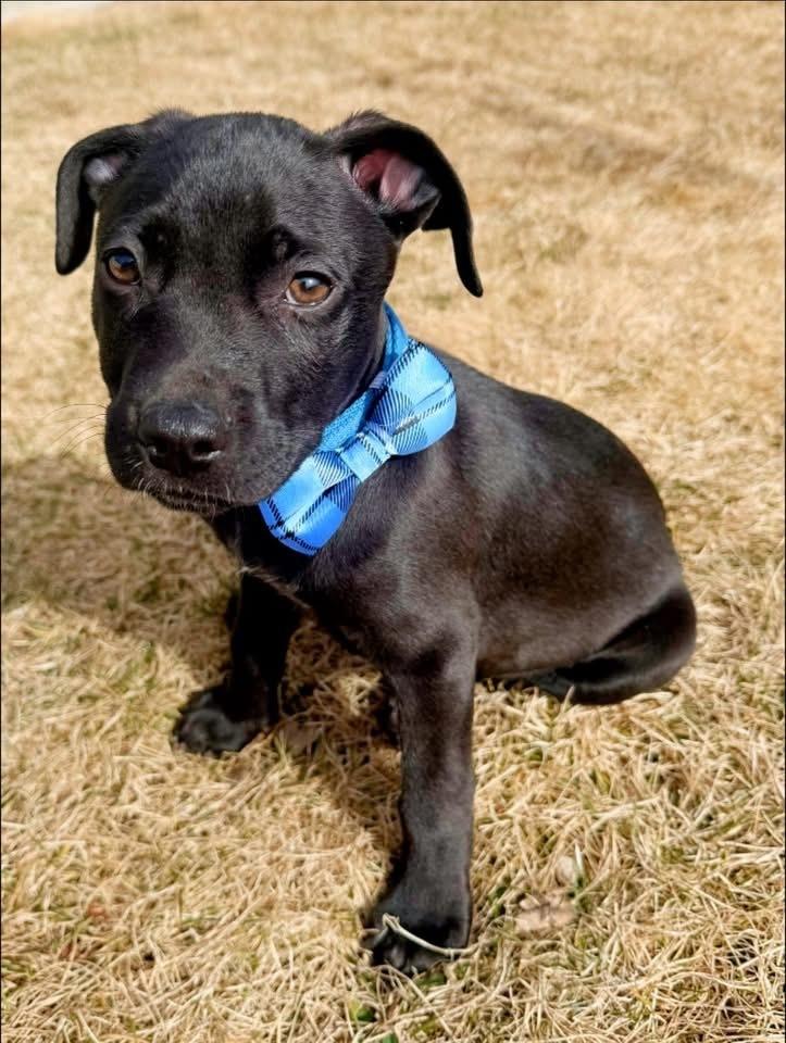 Enlarge Garrett, a Adoptable mixed breed in Colorado Springs, CO image 4/6