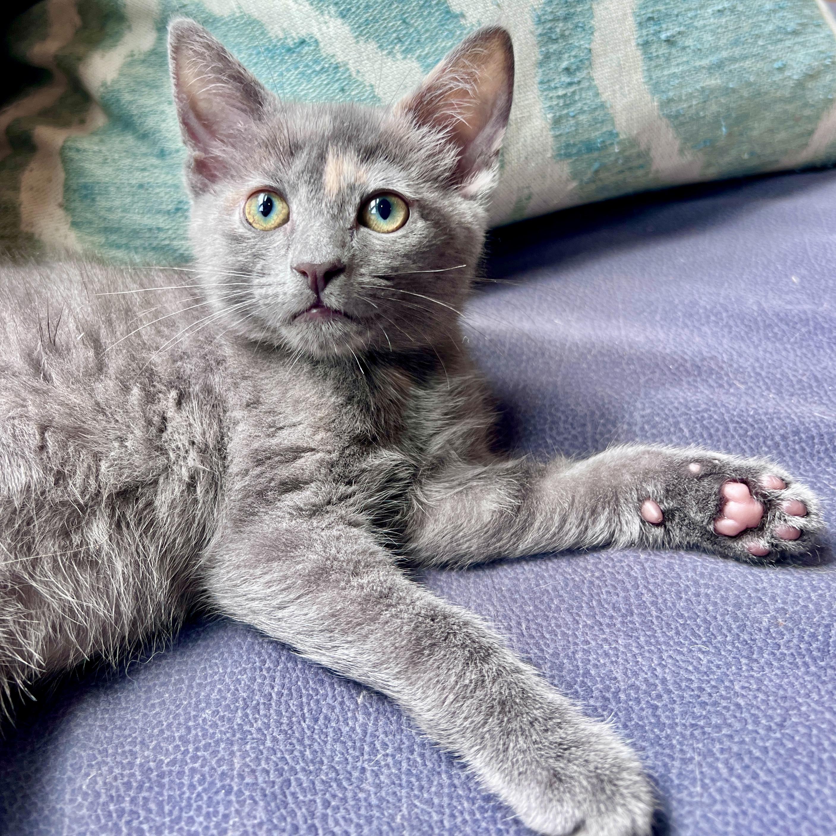 Ashland, ADOPTABLE, Kitten Female Domestic Short Hair.
