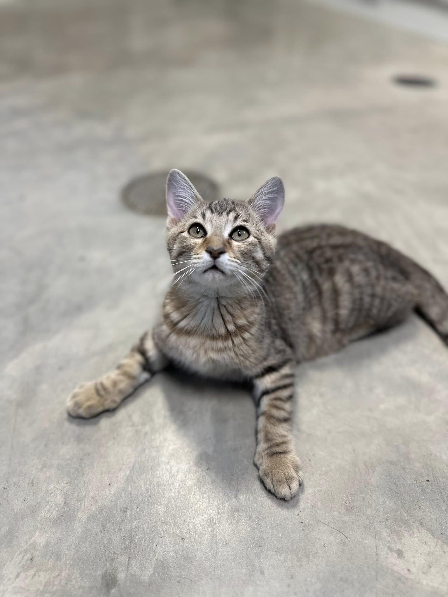 Prancer, adopted, Young Male Domestic Short Hair.