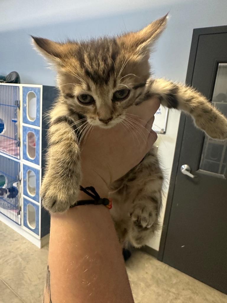 Enlarge Prancer, an adopted Domestic Short Hair in Clinton, IL image 2/2