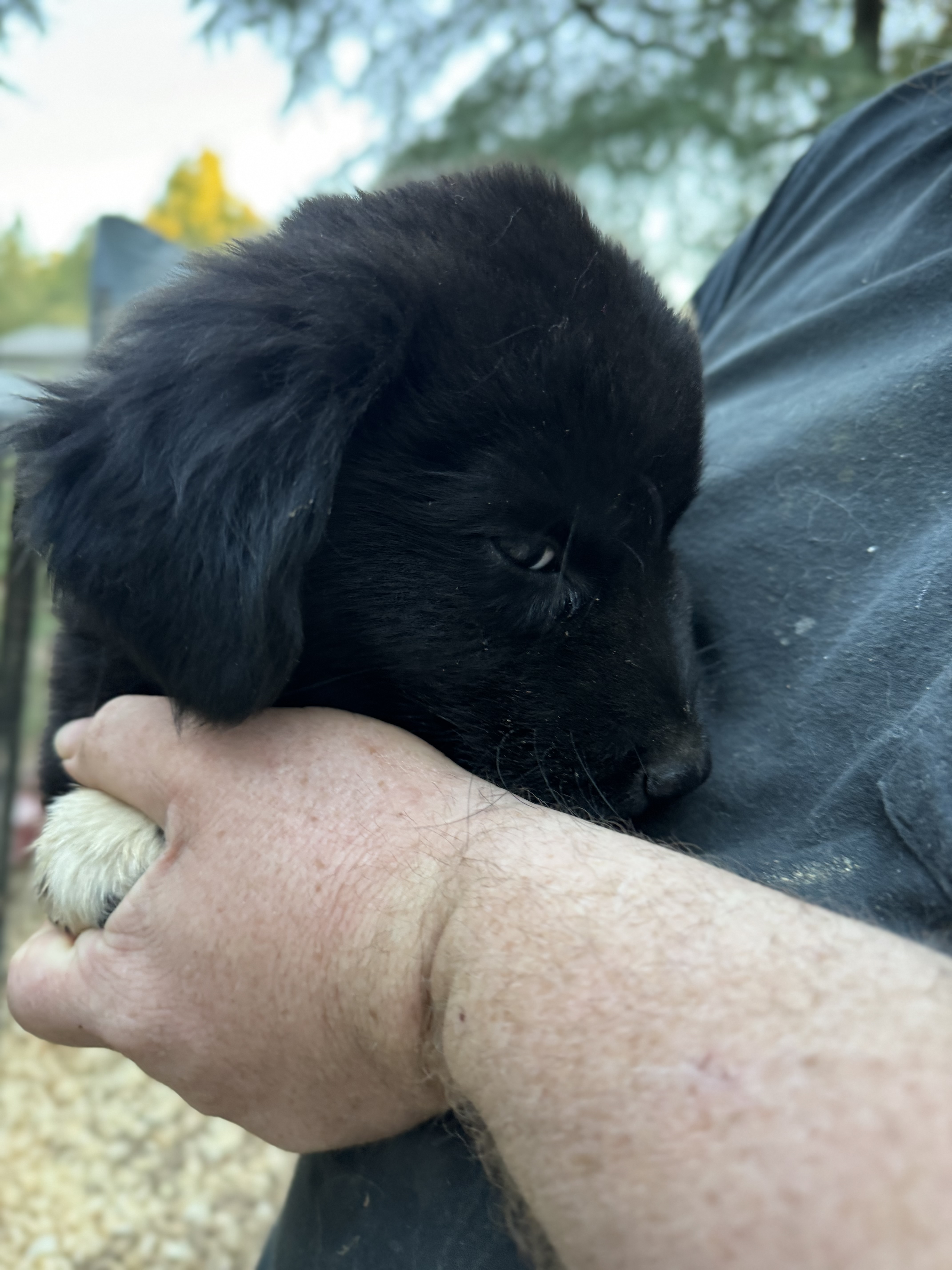 Dog for adoption LAVENDER, a Shepherd & Labrador Retriever Mix in