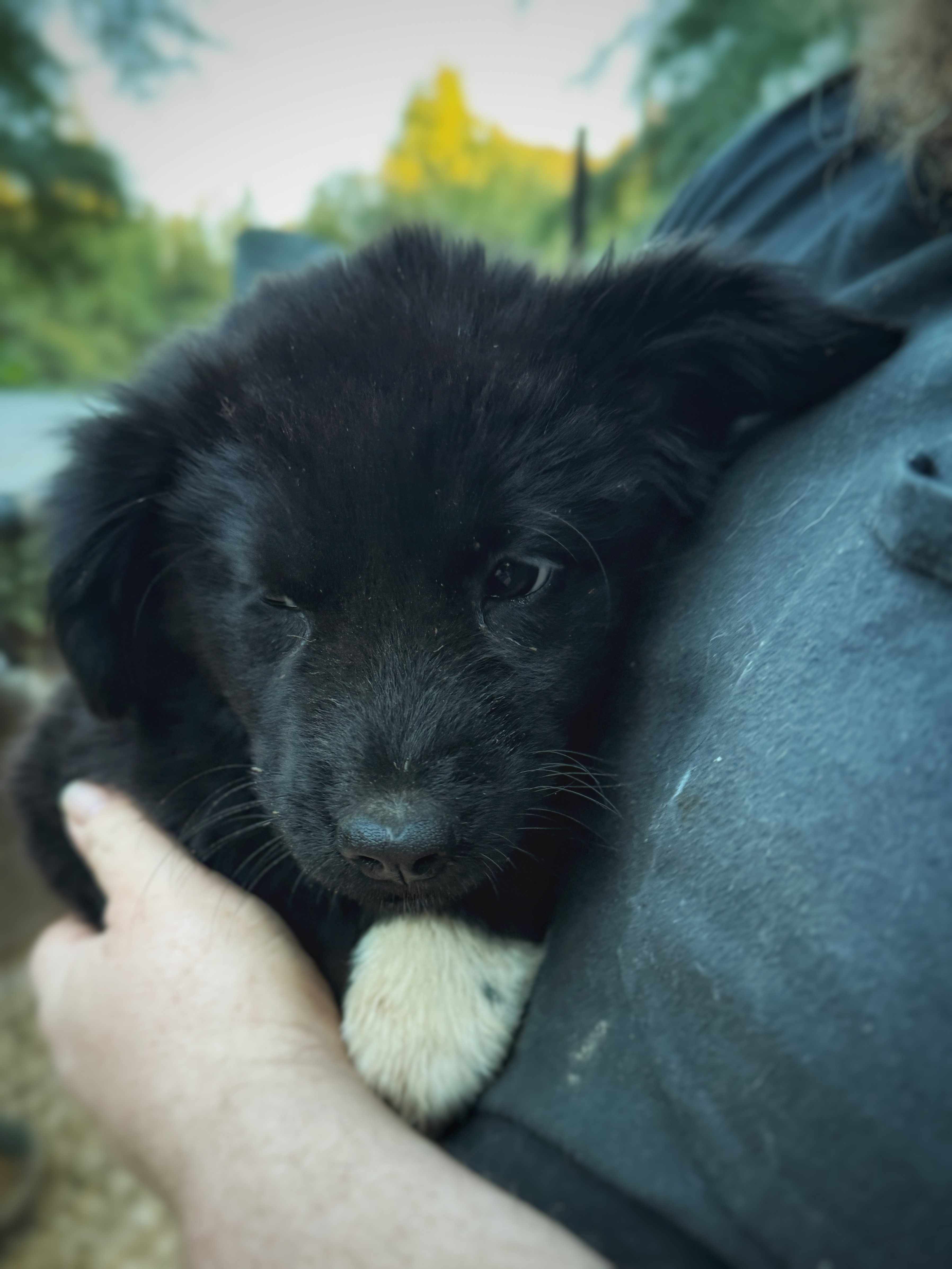 Dog for adoption LAVENDER, a Shepherd & Labrador Retriever Mix in