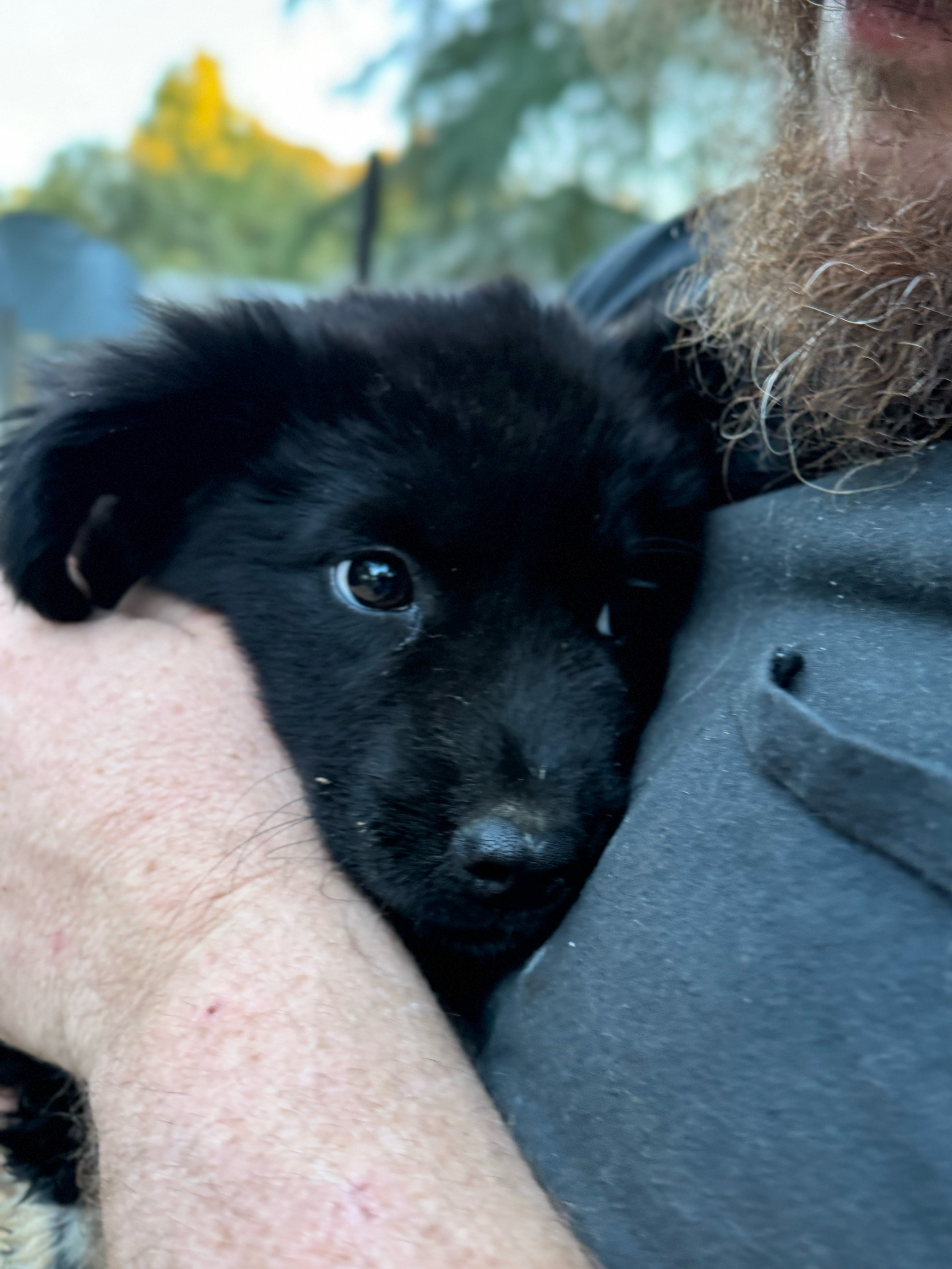 Dog for adoption LAVENDER, a Shepherd & Labrador Retriever Mix in