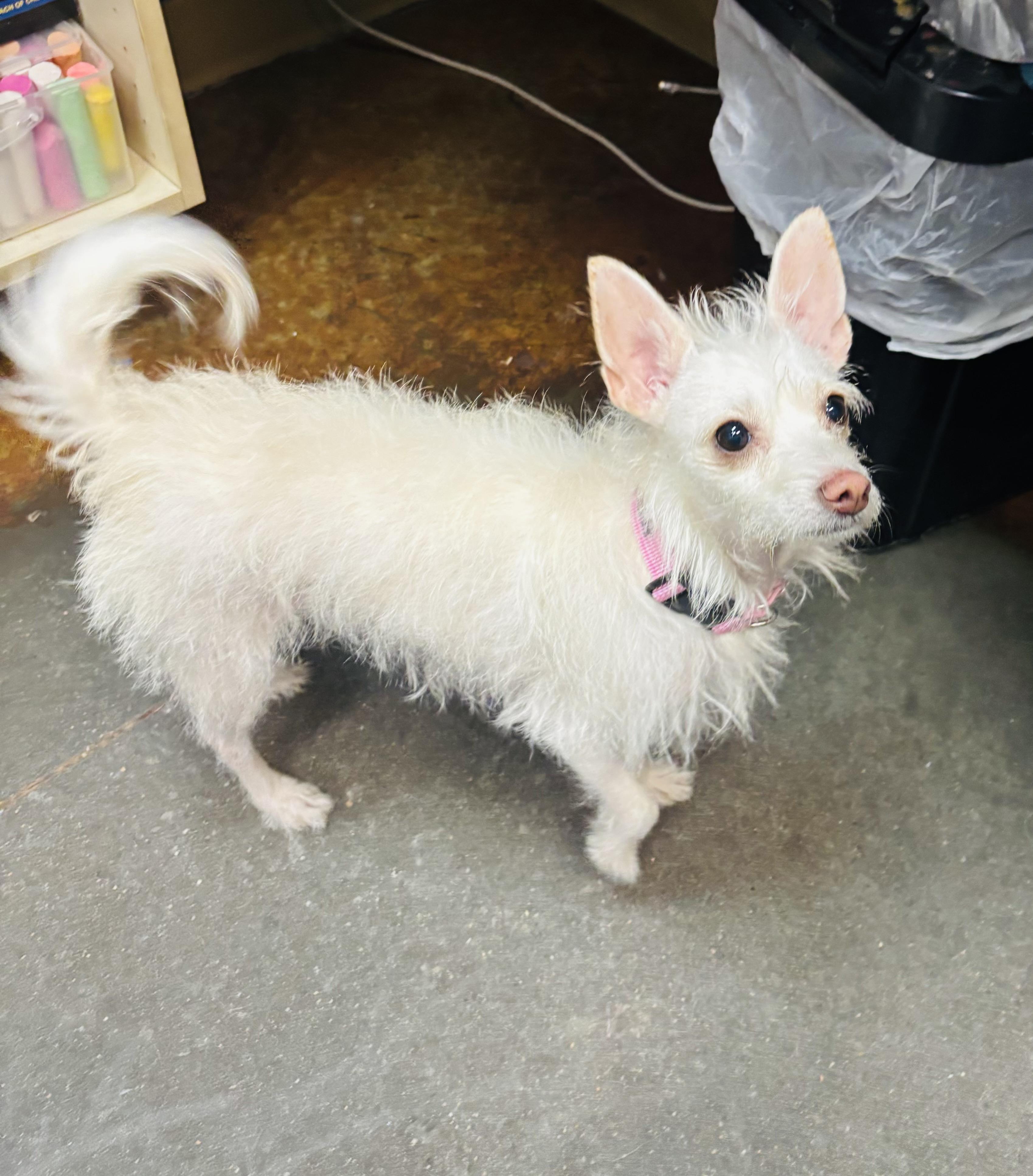 Enlarge Moon, a ADOPTABLE mixed breed in Council Bluffs, IA image 1/1