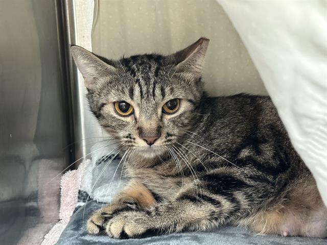 HONOLULU, Adoptable, Young Female Domestic Short Hair.