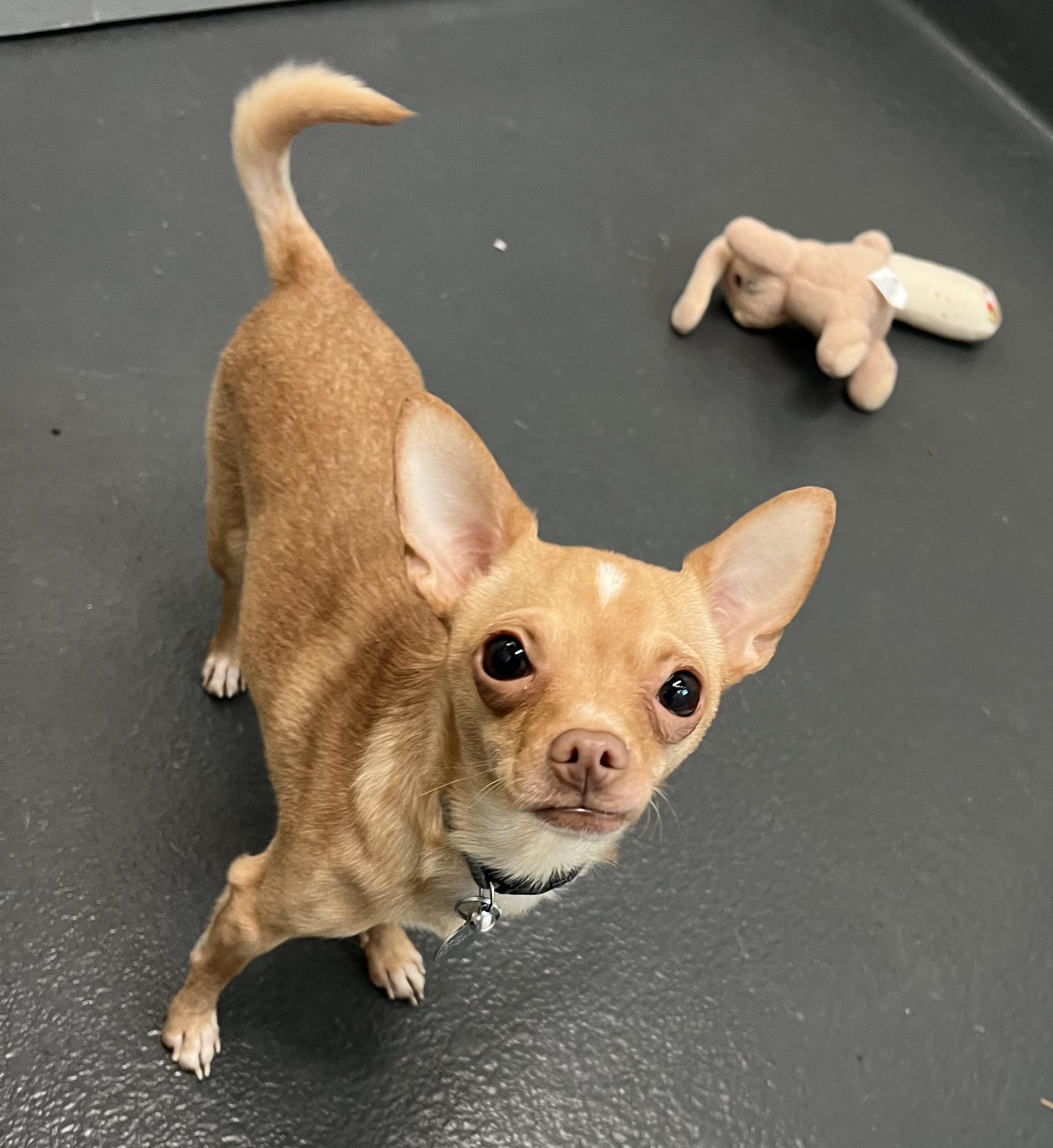 Acey, a ADOPTABLE mixed breed in Ithaca, NY image 2/3