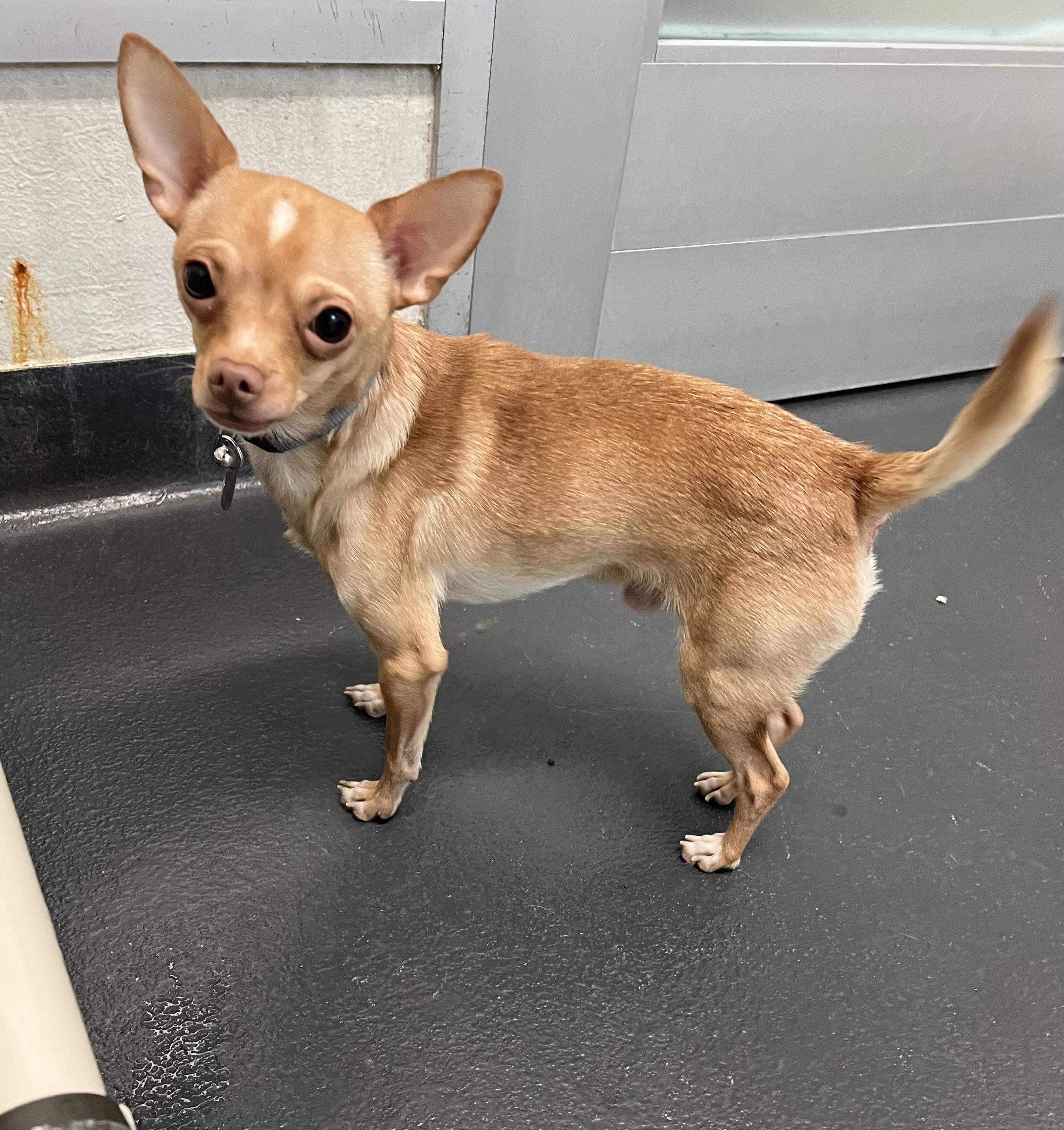 Acey, a ADOPTABLE mixed breed in Ithaca, NY image 3/3